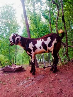 Qurbani bakra 2 Dant
