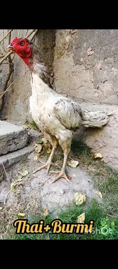 Supreme Quality Grey Thai plus Burmi Female available Extreme Quality