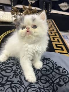 piki face male and female 4 kittens available age 35 days only
