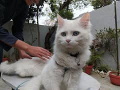 Persian cats pair