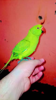 green parrot ringneck