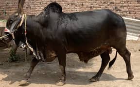 Qurbani animal 2025