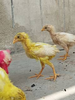 chicks Chozay healthy active