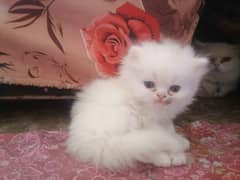 persian punch face triple coated kittens