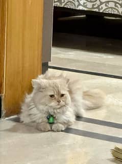 persian punch face triple coated breader male