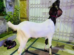 Qurbani k bakray available