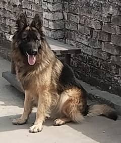 young German shepherd long coat male for sale