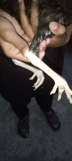 Aseel Mushki Hen For Sale