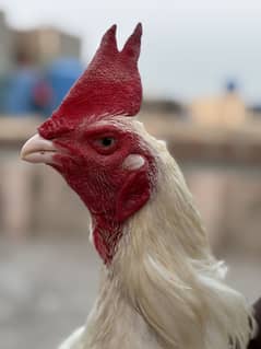 Bengum Heera high quality