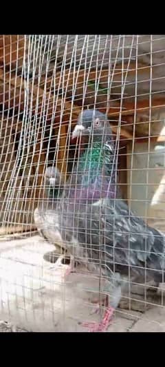High quality pigeons for sale