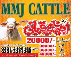 MMj cattle