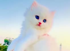 Persian beautiful Cat for sale/0320/69/30/694 my WhatsApp number