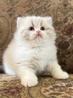 PLAYFUL