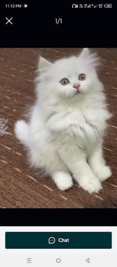 Persian beautiful Cat for sale/0320/69/30/694 my WhatsApp number