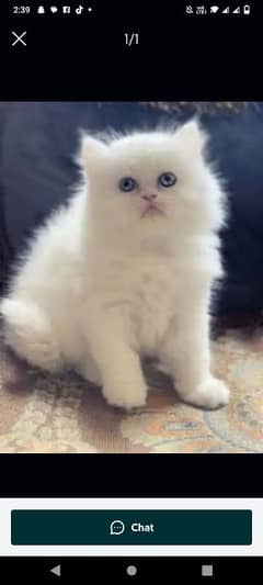 Persian beautiful Cat for sale/0320/69/30/694 my WhatsApp number