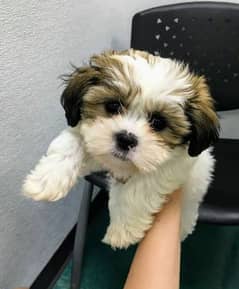 Shitzu puppy. . . Playful