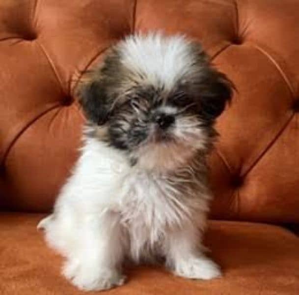 Shitzu puppy. . . Playful 2