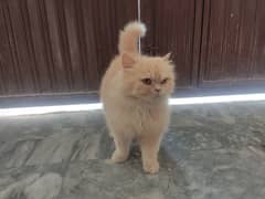 Persian