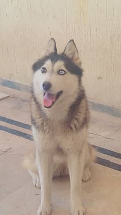 Odd eyes Female Siberian husky