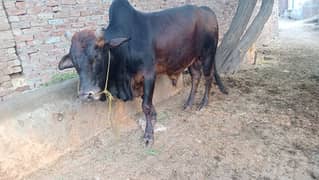 qurbani