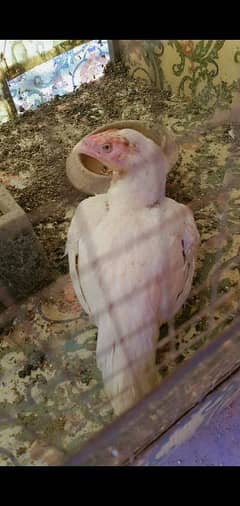 1 year egg lying hen