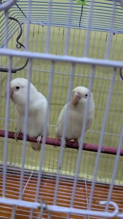 Love bird white colour red eyes eith cage