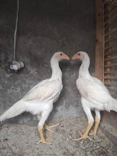 Oh shamo 3 months pair