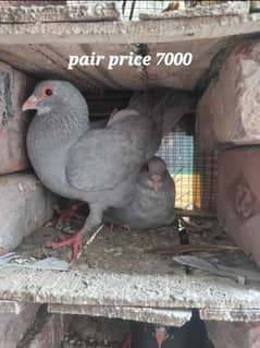 Multani