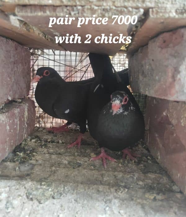 Multani maina pigeons pairs 1