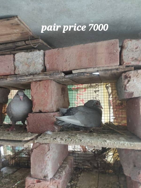Multani maina pigeons pairs 2