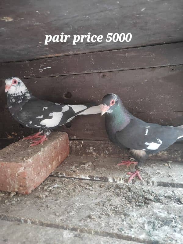 Multani maina pigeons pairs 3