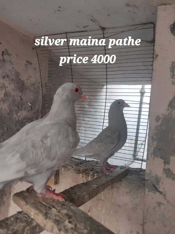 Multani maina pigeons pairs 4