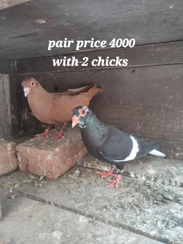 Multani maina pigeons pairs 5