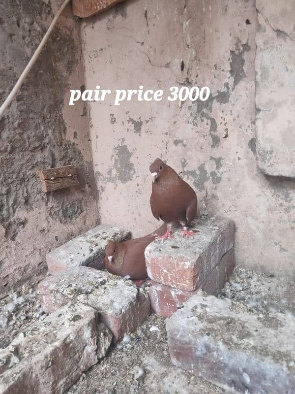 Multani maina pigeons pairs 6