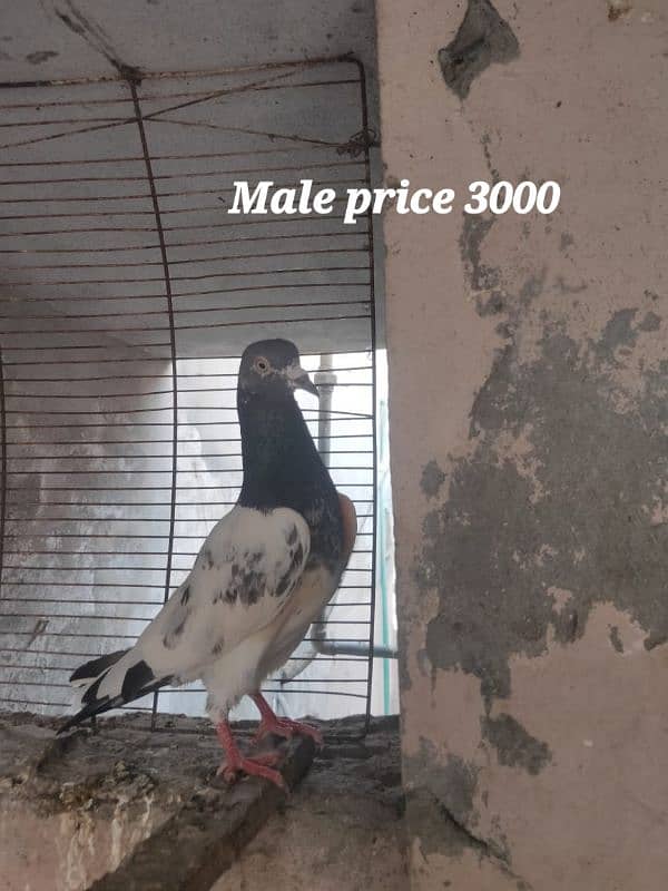Multani maina pigeons pairs 8