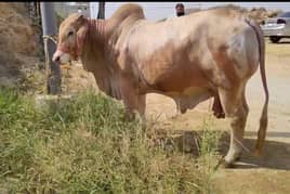 cow | Desi Cow |  Cow For Sale| Qurbani ka Janwar | Bachra