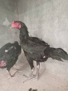 pakoye wait hen