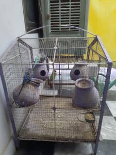 2 pairs of Australian parrots with iron cage