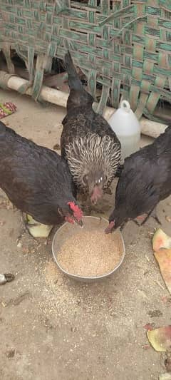 Golden Misri Hen Egg Deti Hain 3no