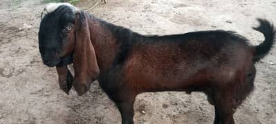 kurbani bakra