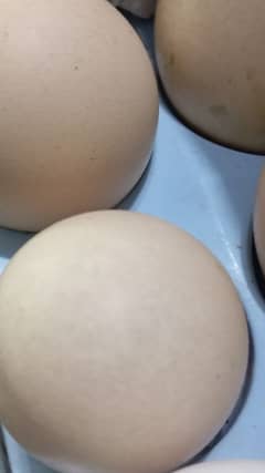 Desi Anda | Desi Eggs | Desi Murgi Eggs Rs 35 Each