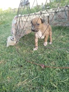 Top Quality Old Blood line Bully Gultair puppy for sale.
