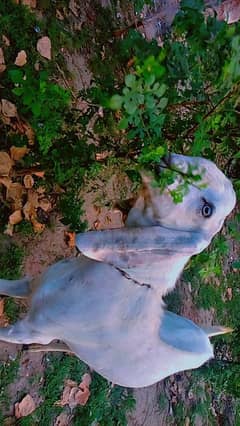 bakra