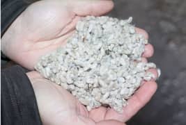 cotton seeds