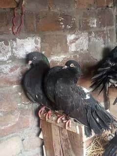 lucky kabootar piegon 03094196420