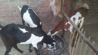 3 bakrey 2.5 fit hight