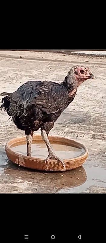 Female thai 1
