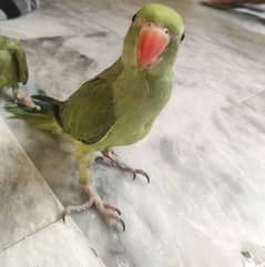 NEEM Tree Parrots ( Not from FARM )