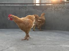 Golden Buff Pair-Eggs laying Hen.
