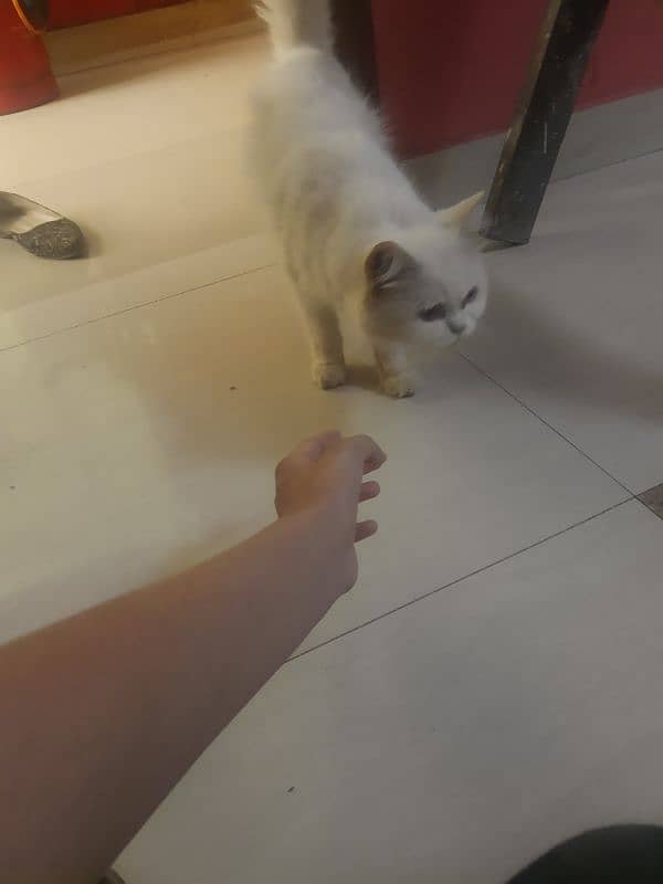 Persian Cat Snow White triple Coated Urgent Sale 4